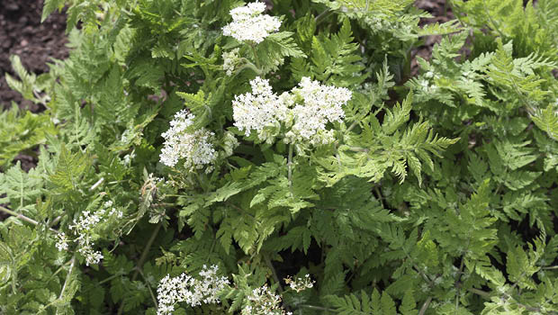 Sweet cicely has a mild sugary aniseed flavour.